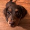 mini_lucy
